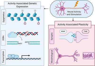 Frontiers | Neural Stimulation And Molecular Mechanisms Of Plasticity ...